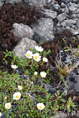 Dryas incisa