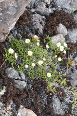 Dryas incisa