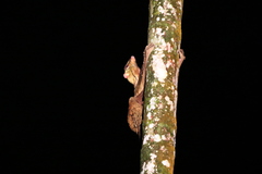 Galeopterus variegatus