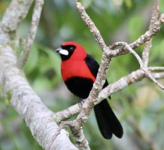 Ramphocelus nigrogularis