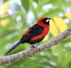 Ramphocelus nigrogularis