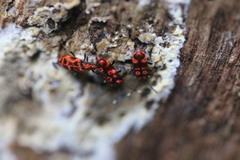 Lemodes coccinea