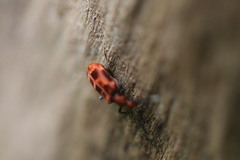 Lemodes coccinea