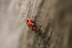 Lemodes coccinea