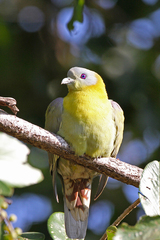 Treron phoenicopterus