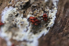Lemodes coccinea