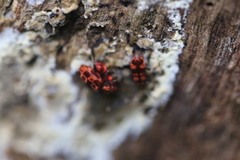 Lemodes coccinea