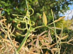 Lathyrus odoratus