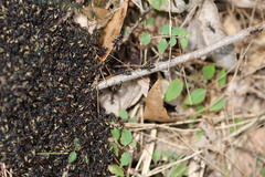 Dolichoderus doriae