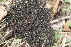 Dolichoderus doriae