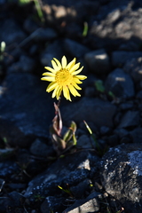 Tephroseris integrifolia atropurpurea