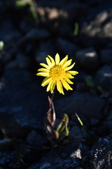 Tephroseris integrifolia atropurpurea