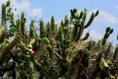 Austrocylindropuntia subulata