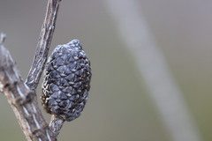 Allocasuarina distyla