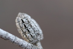 Allocasuarina distyla