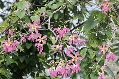 Ceiba speciosa
