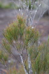 Allocasuarina distyla