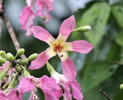 Ceiba speciosa