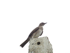 Turdus ignobilis debilis