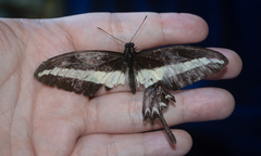 Heraclides hectorides