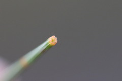 Allocasuarina distyla