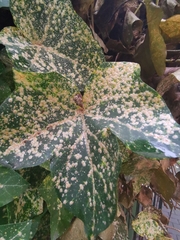 Aspidiotus hedericola