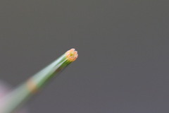 Allocasuarina distyla