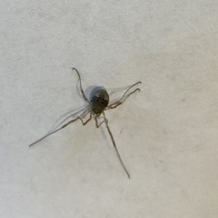 Oligolophinae