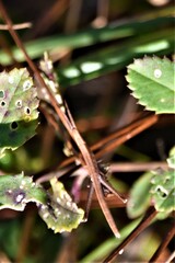 Achurum carinatum