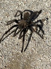 Aphonopelma steindachneri