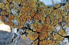 Polycauliona polycarpa