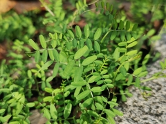 Vicia hirsuta