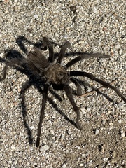 Aphonopelma steindachneri