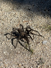 Aphonopelma steindachneri