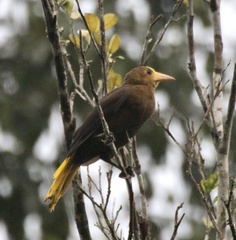 Psarocolius angustifrons