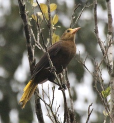 Psarocolius angustifrons