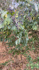 Ligustrum quihoui