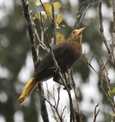 Psarocolius angustifrons