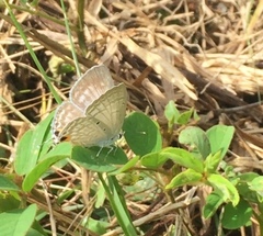 Catochrysops strabo strabo