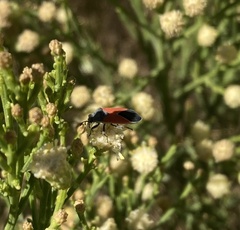 Melanopleurus belfragei