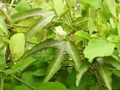 Passiflora