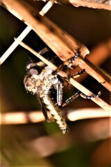 Machimus floridensis