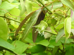 Passiflora