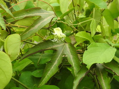 Passiflora