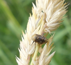Clastoptera obtusa