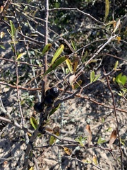 Forestiera segregata