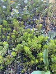 Petrosedum rupestre