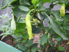 Capsicum