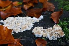 Neoantrodia serialis