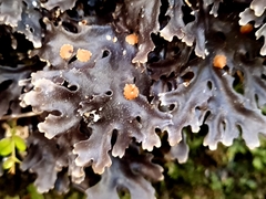 Pseudocyphellaria